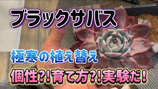 【ブラックサバス】寒波の前に5号鉢の土からタニチップに植え替える🪴徒長?!水?!苗の性質?!を見極める✊✨【多肉育て方】