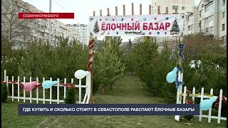 В Севастополе открылись ёлочные базары