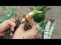 🌿how to grow faster snake plant मेरे इस तरकीब से आप भी बहोत जल्द पा सकते है अनेक बेबी पप्स