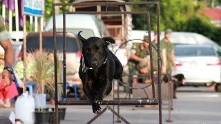 คลิปโชว์ความสามารถสุนัขทหาร