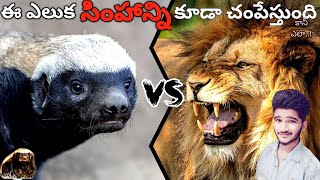 ఈ ఎలుక సింహాన్ని కూడా చంపేస్తుంది | Top 10 facts that you should know | Telugu facts | FACTS BY VEER