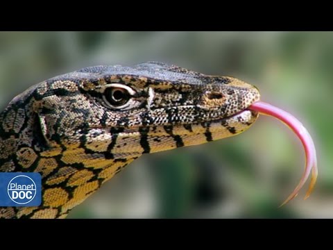 Lizards Australia Youtube