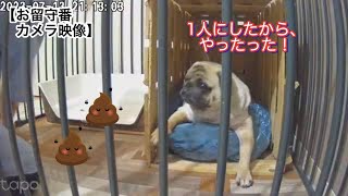 留守番にキレてやらかしたパグ　【パグ侍ももたろ】