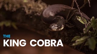 The King Cobra Documentary