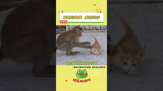 昆明动物园猫猴共存？猴子虐待猫？！#虐待 #动物#shorts