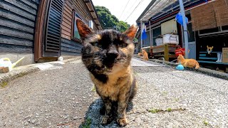 猫島の猫がたくさん集まる通りで猫を撫でて廻る