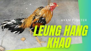 Ayam Ratu LHK - FIGHTER SEJATI  [Leung Hang Khao]