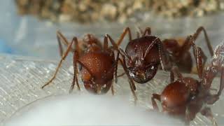 Pogonomyrmex occidentalis (western harvester ant) Introduction