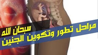 شاهد مراحل تكوين الجنين من الاسبوع الاول الى مرحله الولاده سبحان الله