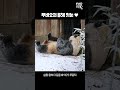 푸바오🤍올해 첫 눈에 퐁당 빠진 날 | #Panda #Fubao #shorts