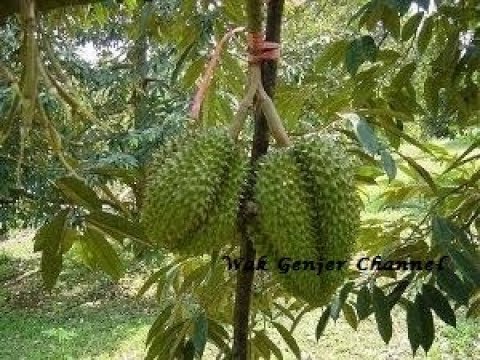 Cara Atau Teknik Cantuman Durian Terbaik - YouTube