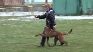 Alf Adonis, obedience, 11 months