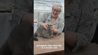 Британская кошка Аннабель на выставке кошек Winter Cat Show 2022