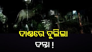 ଦାଣ୍ଡରେ ବୁଲିଲା ଦନ୍ତା ! | Odisha Reporter