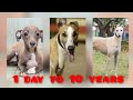 #dogsads Pup To Adult: Greyhound | 1 Day To 10 Years | Dogs | Pets | ADUSAT Infotech | #shorts