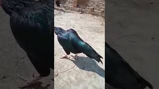 aseel mushka beautiful bird