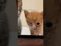 目が見えない子猫、視力を取り戻した瞬間