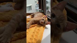 目が見えない子猫、視力を取り戻した瞬間