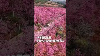 如烟似霞， 云南宜良搜 千亩樱花进入盛放期。网友：鲜花烂漫，愿春日安好！