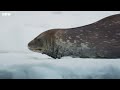 Incredible Orca Hunt  Frozen Planet II  BBC Earth