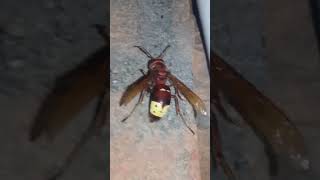 Oriental hornet Don't play with this #shorts #viral