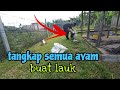 [Episod1285] memang bela untuk dimakan. semua ayam kampung kacuk dis3mbeleh