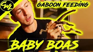 BABY BOAS \u0026 Gaboon Viper Feeding!