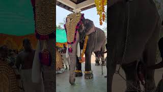 പാലാ കുട്ടി ശങ്കരൻ ❤️#മാസ്സ് #dance #elephant