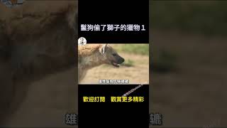 結果讓你意想不到，非洲二哥鬣狗偷盗了雄狮的猎物１＃鬣狗ｖｓ雄獅＃投機專家非洲二哥＃hyena　ｖｓThe Lion King；