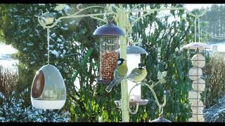 Garden Visitors: Birds Enjoying Adam’s Feeder