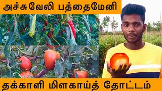 Beautiful Tomato Garden at Paththaimeni at Atchuvely in Jaffna|#RATHU_VIEW