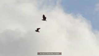 Spur-Winged Plover / Masked Lapwing in Flight