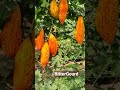 bittergourd seed production cross breeding healthy fruit crop sciences