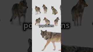 Wolves