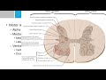 neurosurgery written board crash course spinal cord anatomy rexed laminae