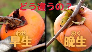 早生（わせ）と晩生（おく）の違いとは？次郎柿専門農家が解説