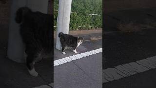 いつも構ってくれるハズの主が通過したときのネコの反応w　#ネコ　#地域ネコ　#Cat　#猫　#野良猫　#猫自慢　 #ねこ