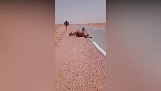 Algeria Desert Saving A Thirsty Camel from Death ! Under 60° Degree🌡️