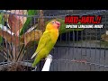 AWASS !! SEKALI PUTAR LANGSUNG NYAUT, Suara Lovebird NGEKEK PANJANG Cepat Bikin BUNYI