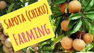 sapota (chiku) Farming /how to grow sapodilla / goodness of sapota /in tamil