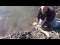 Beaver trapping for beginners episode 2 | Trapping in open water