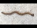 poisonous hammerhead worms seen in central texas