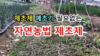 제초제 예초기 100% 쓰지 않고 풀 뽑을일도 없는 텃밭 풀관리 방법