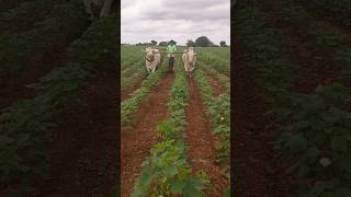 రైతు కష్టం 🌾🌾🙏🙏 #shorts #farming #farmer Mari farmer blogs రైతులకు సపోర్ట్ చేద్దాం😭🙏😭🙏😭