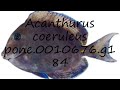 how to pronounce acanthurus coeruleus pone.0010676.g184 in english