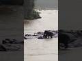 Mother Elephant can save her baby not washed away from the ravaging river 🤔😱 #shorts #videos