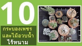 แนะนำ 10 ไม้อวบน้ำและแคคตัสกระบองเพชรหนามน้อย (เน้นหาง่ายๆ ราคาไม่แพง)