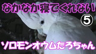 なかなか寝てくれないソロモンオウムたろちゃん ⑤　Cockatoo which dosen't try to sleep easily ⑤