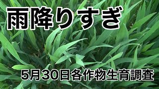 ＫＯＫＯ農園畑の生育調査in北海道網走農家