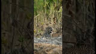 Leopard Yawning